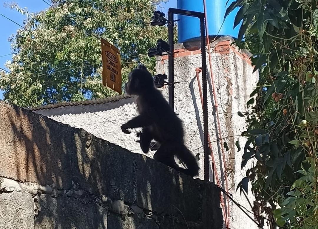 Rescatan a un mono que deambulaba por Iguazú tras escapar de una vivienda
