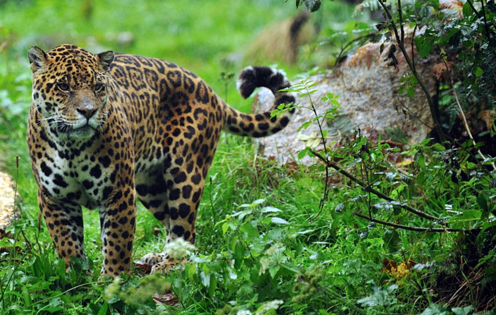 Alerta en Iguazú por la presencia de un yaguareté en el barrio 2000 Hectáreas