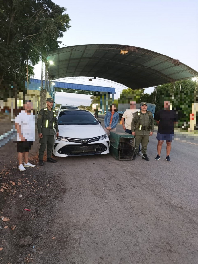 Rescatan a un mono carayá herido que era transportado en el paragolpes de un auto