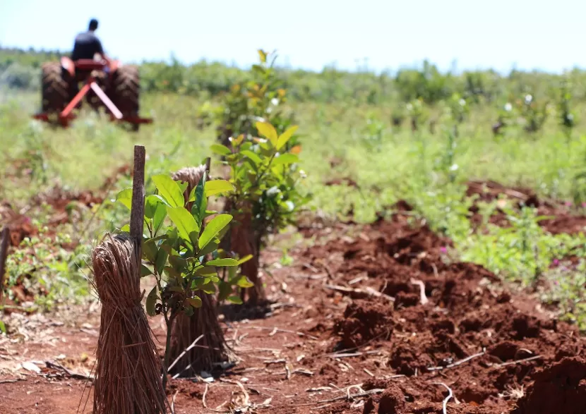 INYM elimina el límite de cinco hectáreas para plantaciones de yerba mate