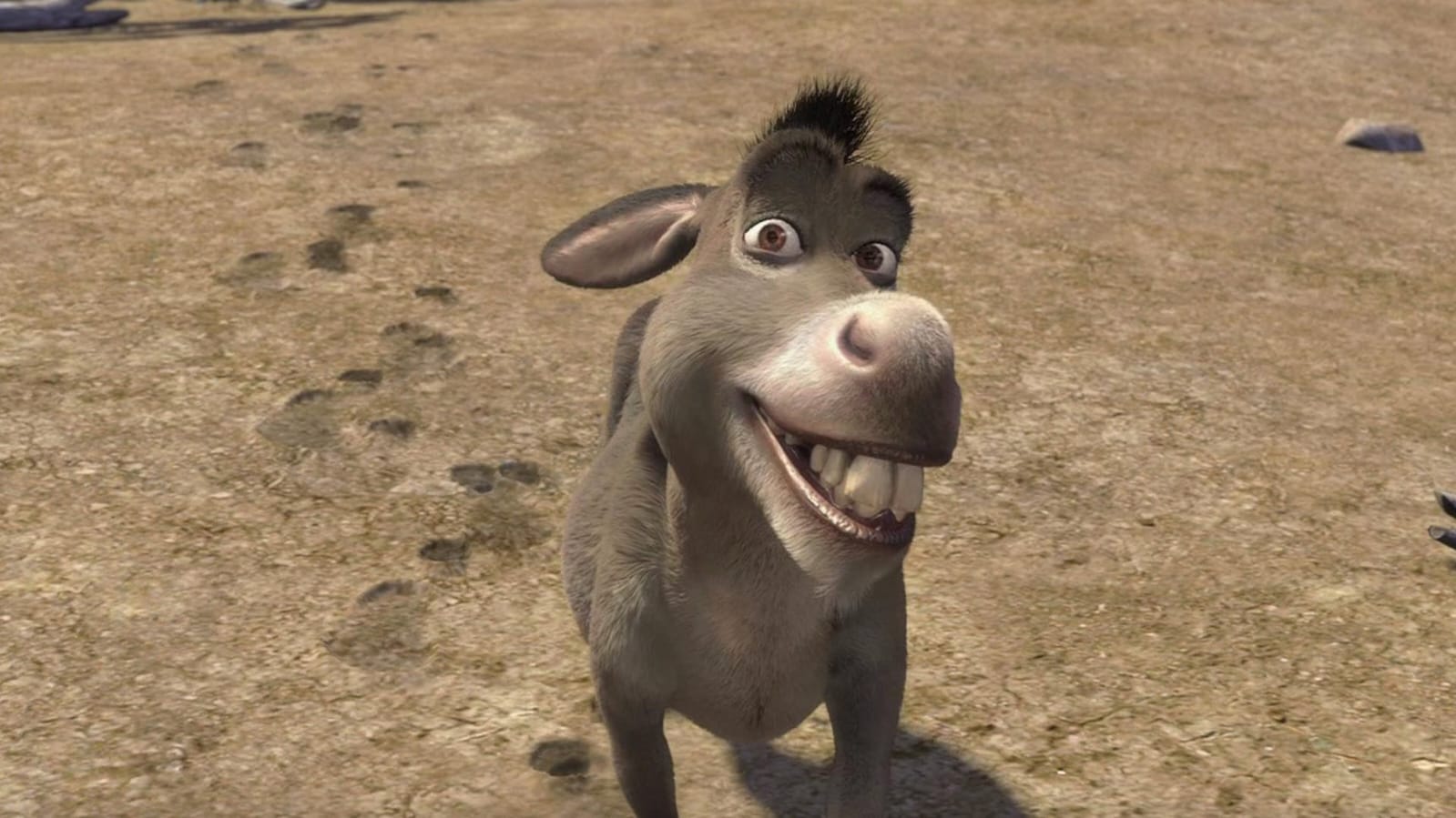 Los burros tienen su día