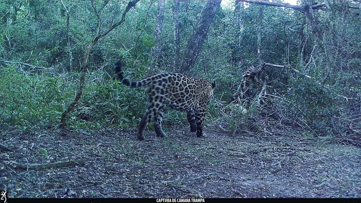 Se registró en el Parque Nacional Río Pilcomayo un nuevo yaguareté para la región chaqueña