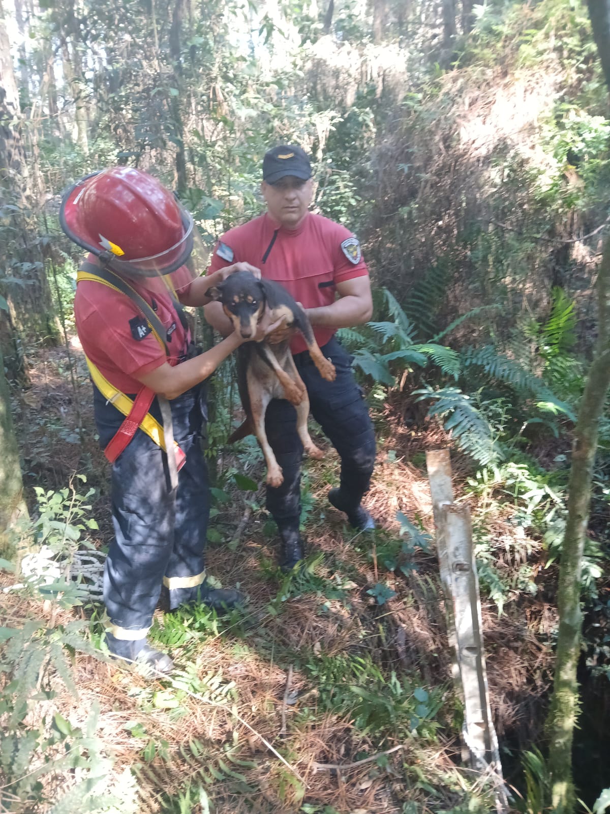 Bomberos rescataron a un perro que cayó a un pozo de 10 metros en Jardín América