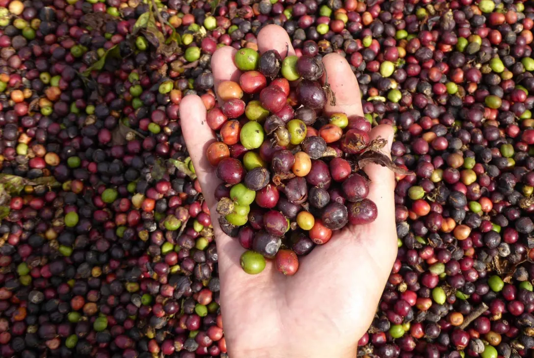 Con la promoción del café, Misiones avanza hacia una nueva economía regional
