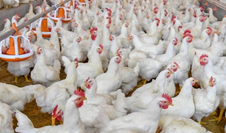 Por casos de gripe aviar, Argentina frenó las importaciones de pollos desde Brasil