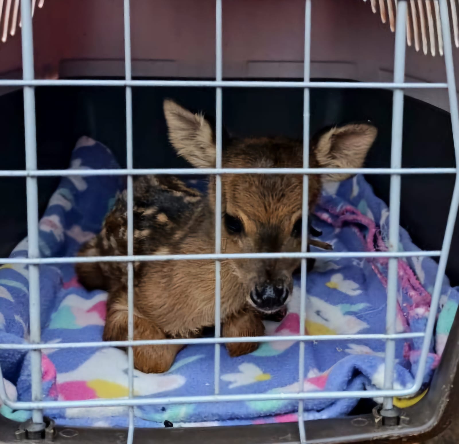 Rescataron a “Bambi”: estaba herido y en cautiverio en una chacra de Guaraní