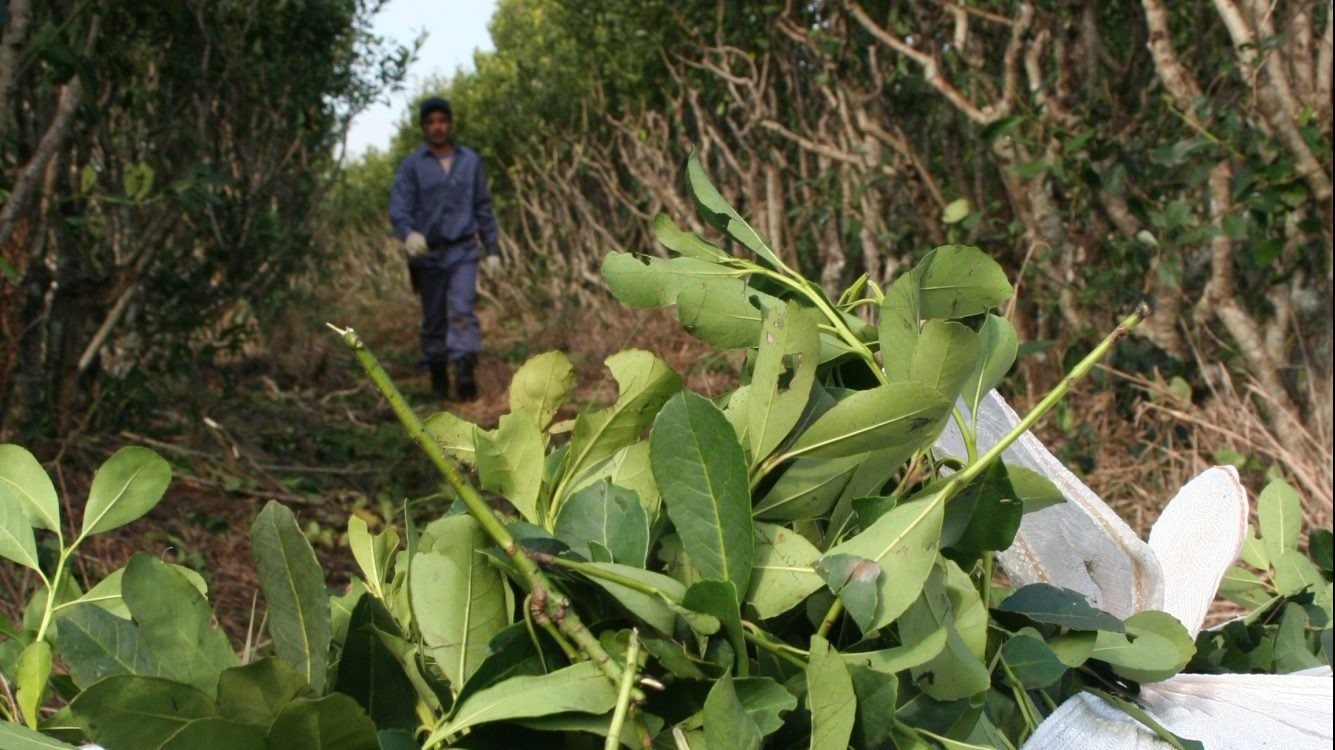 Productores yerbateros y secaderos podrán descontar cheques diferidos con tasa bonificada