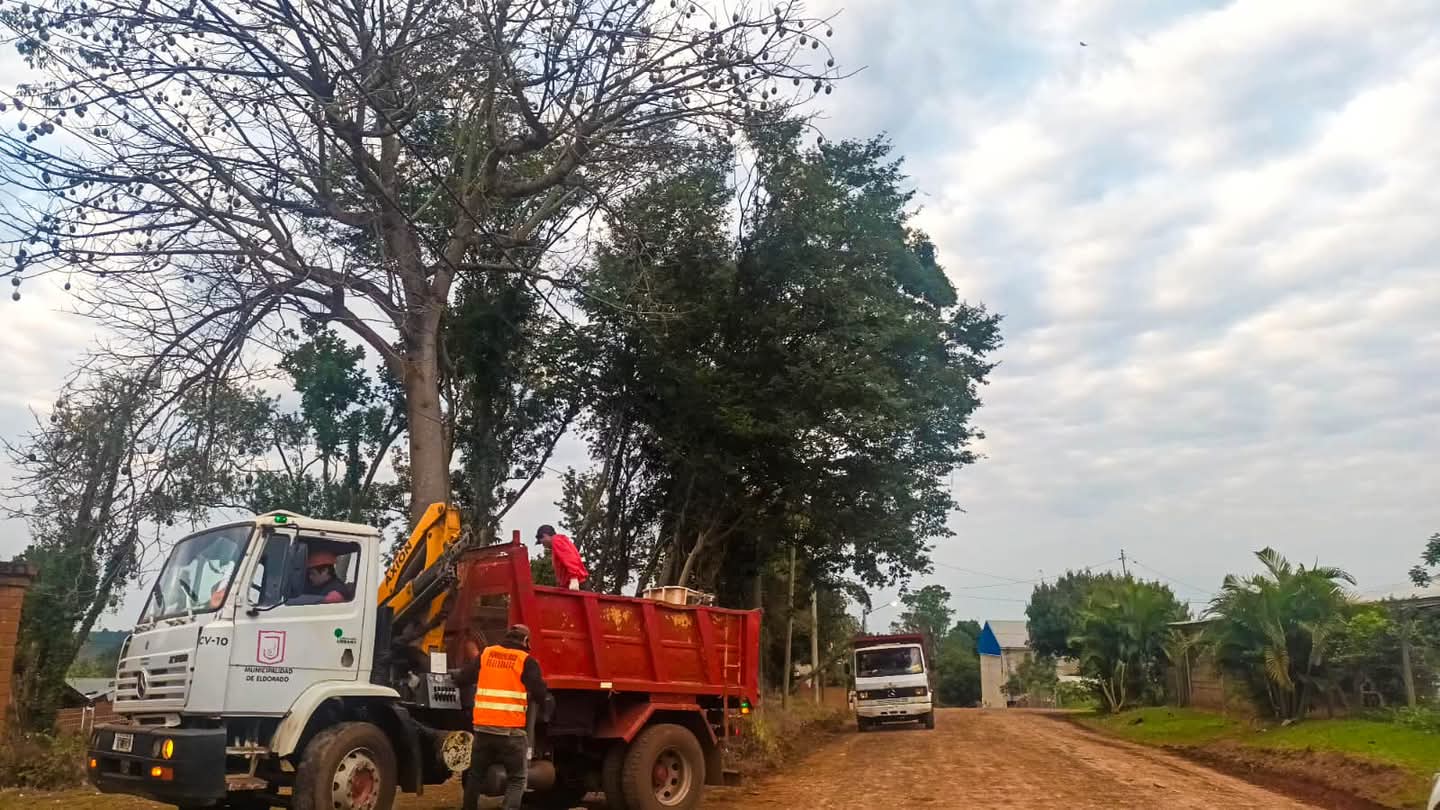 Desde junio, el sector de Arbolado Urbano de Eldorado aplicará un nuevo cronograma de trabajo