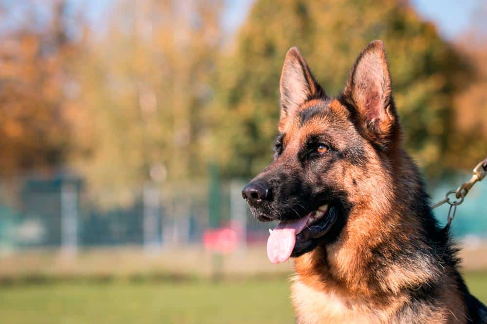 En homenaje a Chonino, hoy es el Día Nacional del Perro