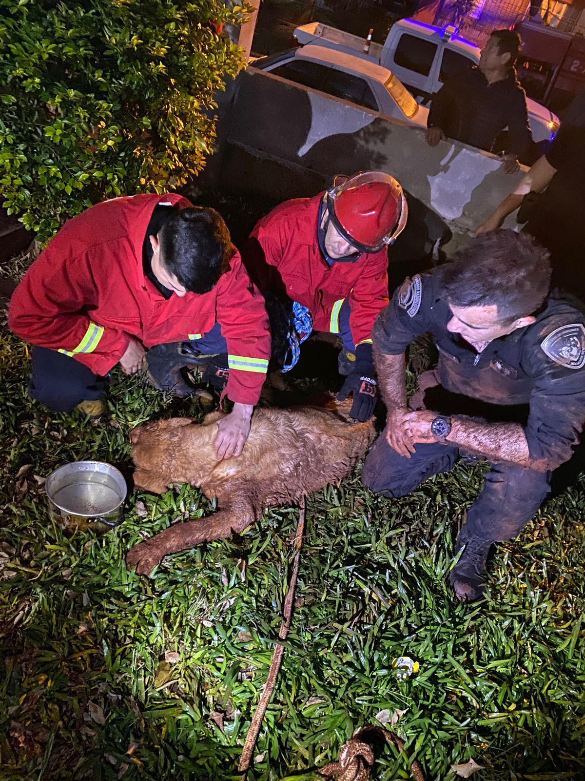Rescataron a un perro que cayó a un pozo de más de tres metros