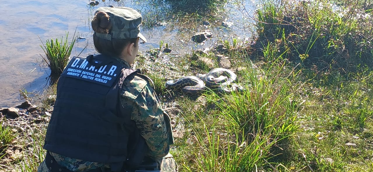 Liberaron en Candelaria a una boa curiyú de 3 metros y 7 kilos
