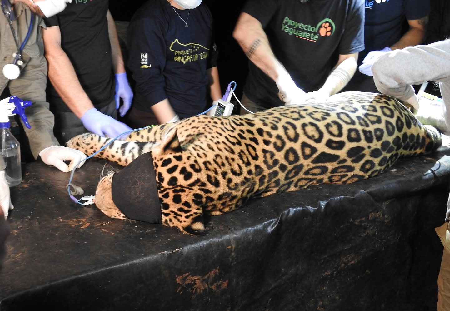 Capturan a dos yaguaretés para monitorear sus movimientos en la selva