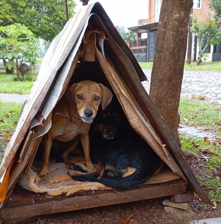 Eldorado: solicitan la colaboración de la sociedad para asistir a animales en situación de calle