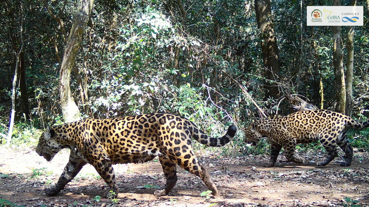 Monitoreo poblacional de yaguaretés: registran alrededor de 84 ejemplares en la Selva Misionera