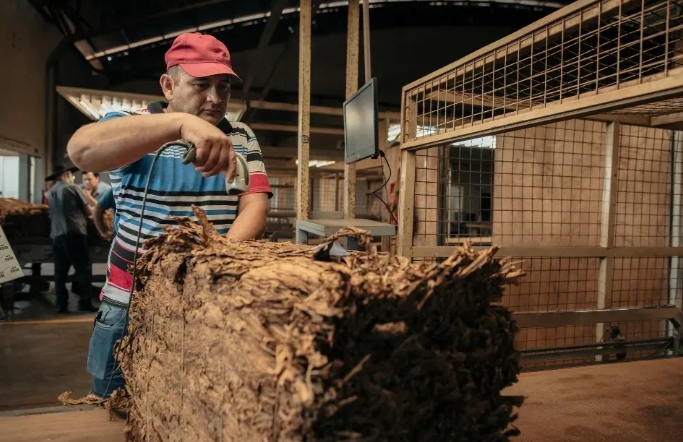 Misiones logró su mejor cosecha de tabaco de los últimos 16 años