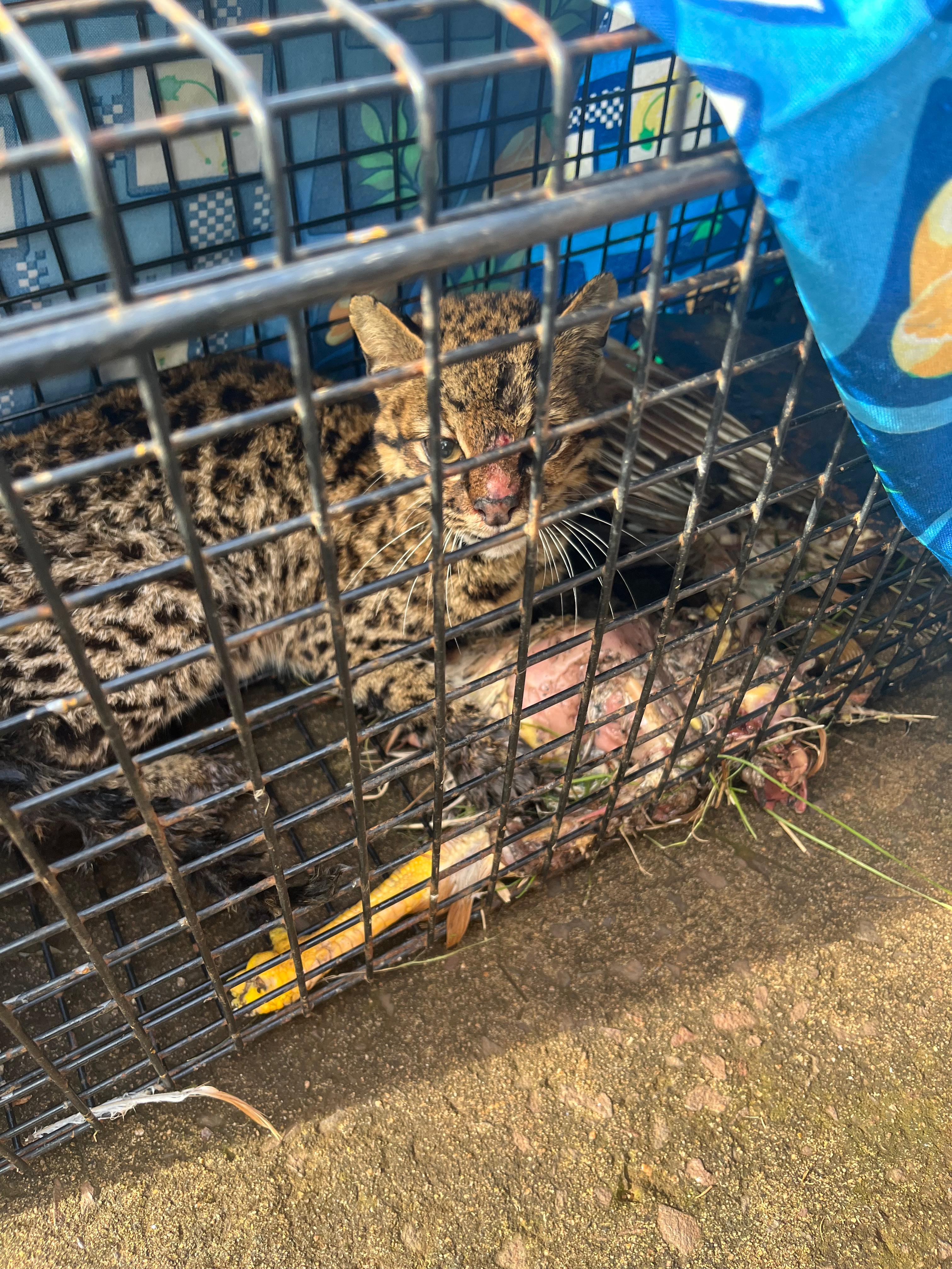 Un felino salvaje apareció en un camping de Leandro N. Alem