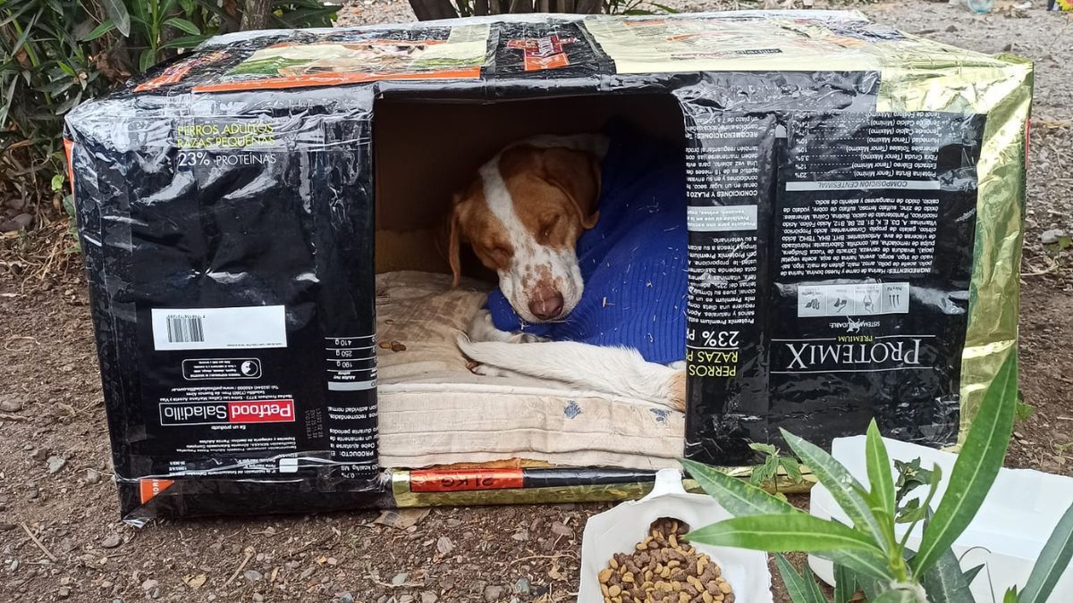 La Policía de Misiones recomienda cuidados para mascotas en días de frío extremo