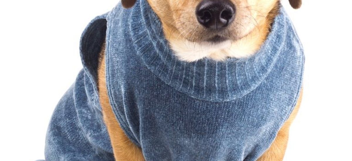 Dictarán un curso gratuito de confección de prendas para mascotas en Eldorado