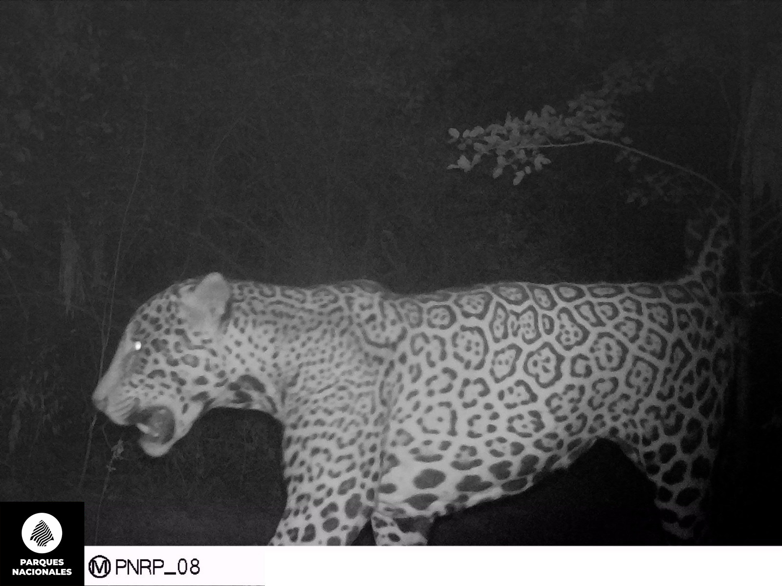 Registran un nuevo yaguareté en el Parque Nacional Río Pilcomayo de Formosa