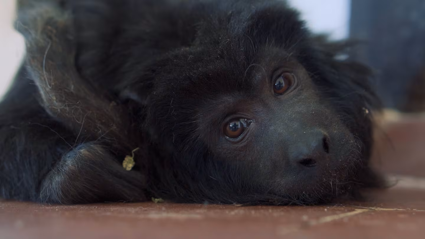 Murió Coco, el mono que había sido rescatado de un ropero en una mansión de Belgrano R
