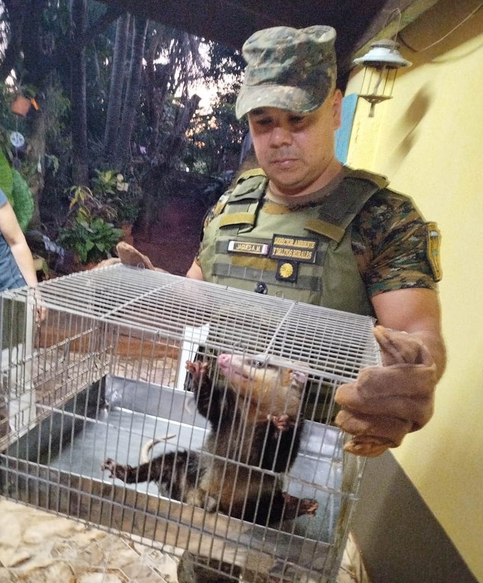 Policías ambientales rescataron una comadreja hallada en una vivienda de Posadas