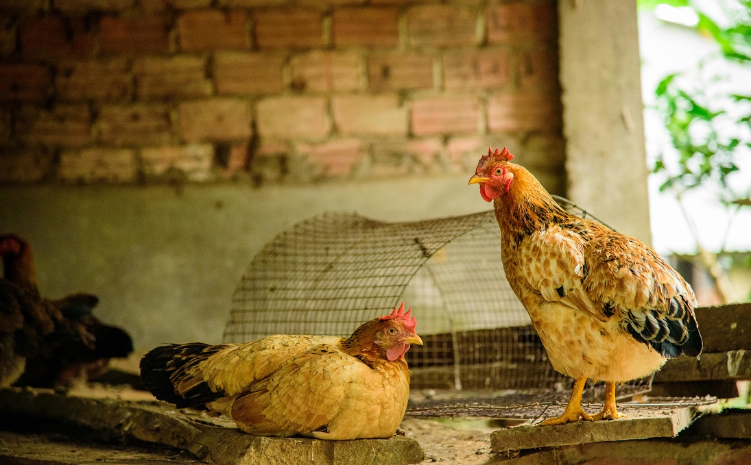 Detectaron un caso de Influenza Aviar en aves de traspatio en Buenos Aires