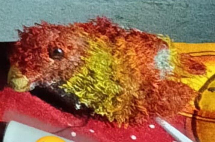 Eldorado: Un niño perdió su peluche terapéutico y su familia pide ayuda para encontrarlo