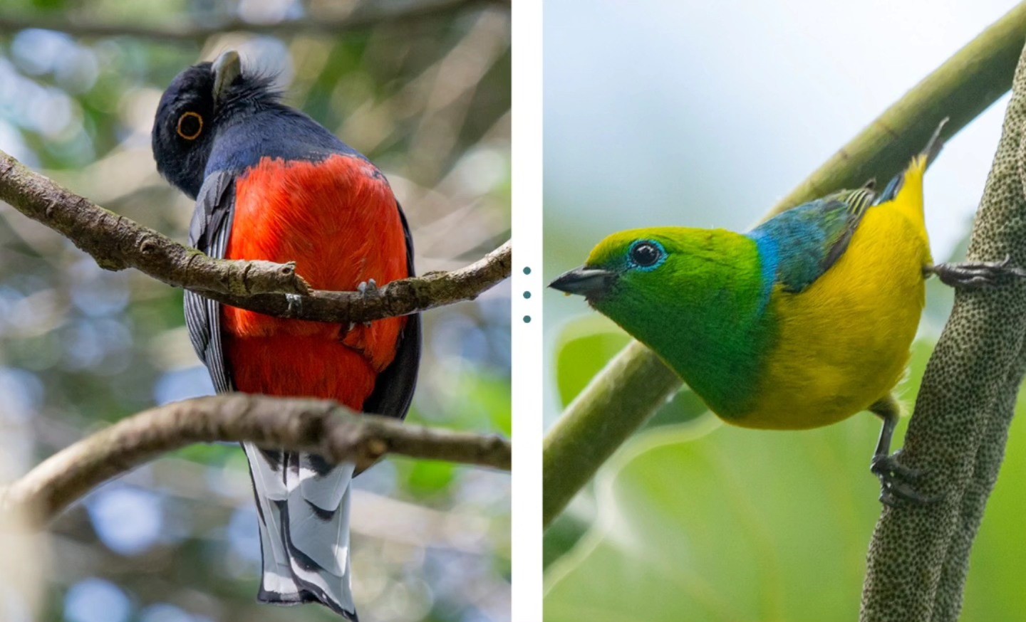 Realizarán una jornada de avistaje de aves en el Parque Küppers de Eldorado - Imagen 1