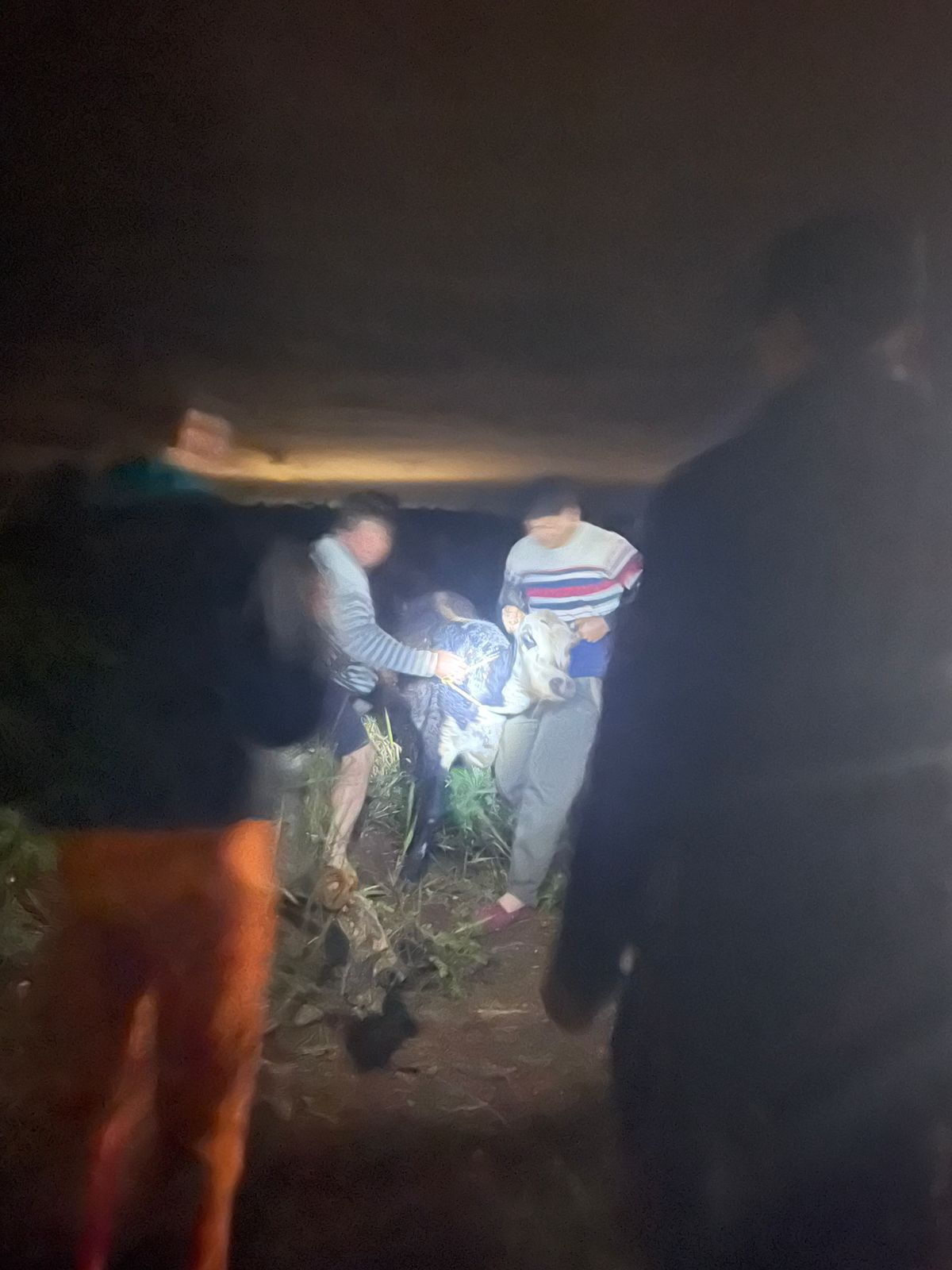 Detuvieron a dos hombres por el robo de un animal vacuno en San José - Imagen 1