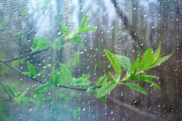 Lunes inestable en Misiones: lluvias y descenso de temperatura - Imagen 1