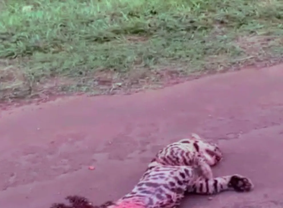 Atropellaron a un ocelote en la Ruta Nacional 12 en Puerto Libertad - Imagen 1
