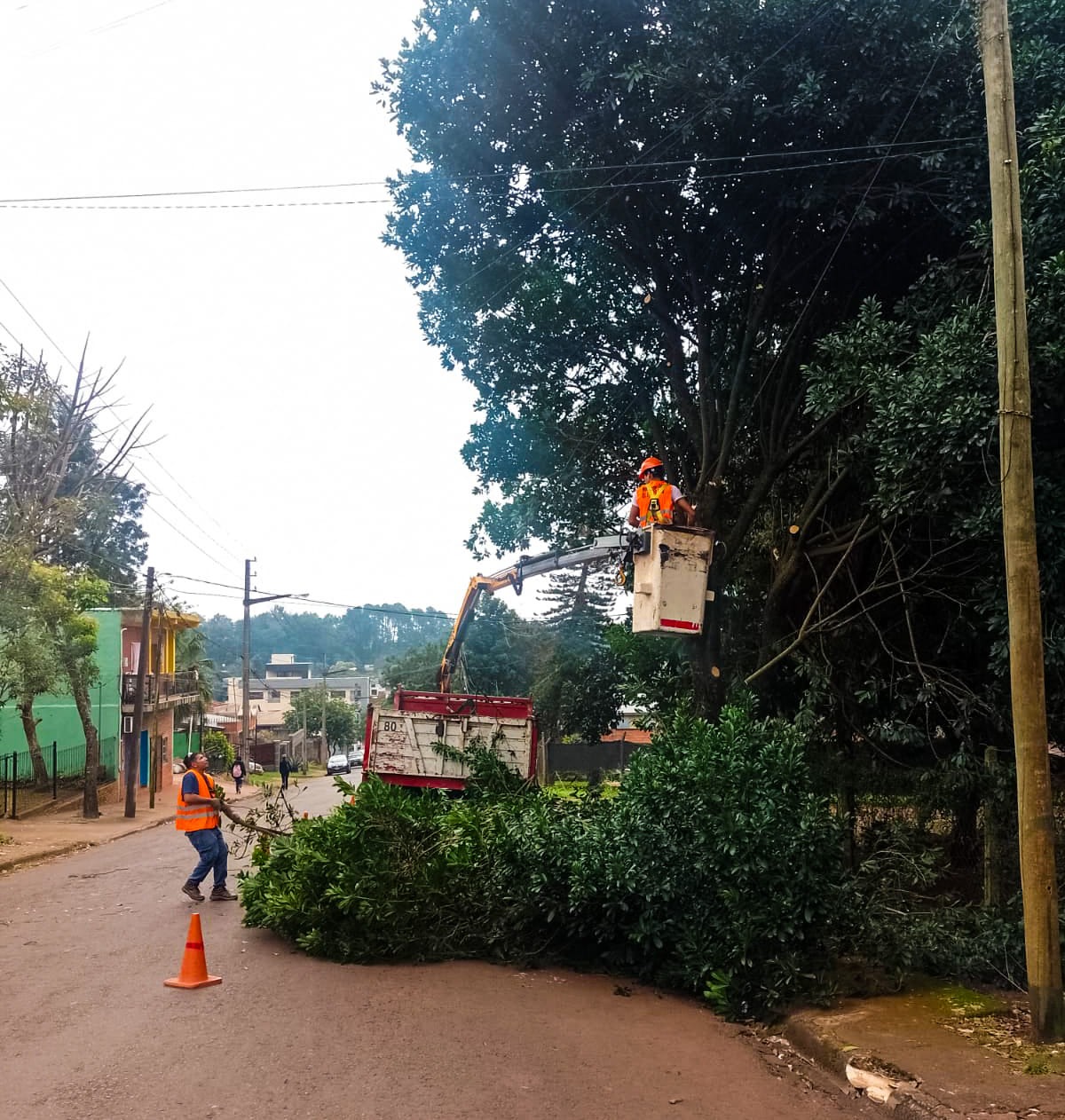 Retiran árboles en mal estado para prevenir riesgos en Eldorado