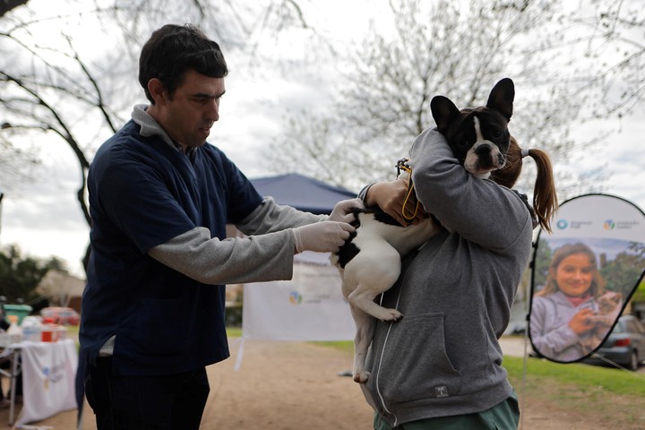 Día del Veterinario en la Argentina: por qué se celebra hoy 6 de agosto