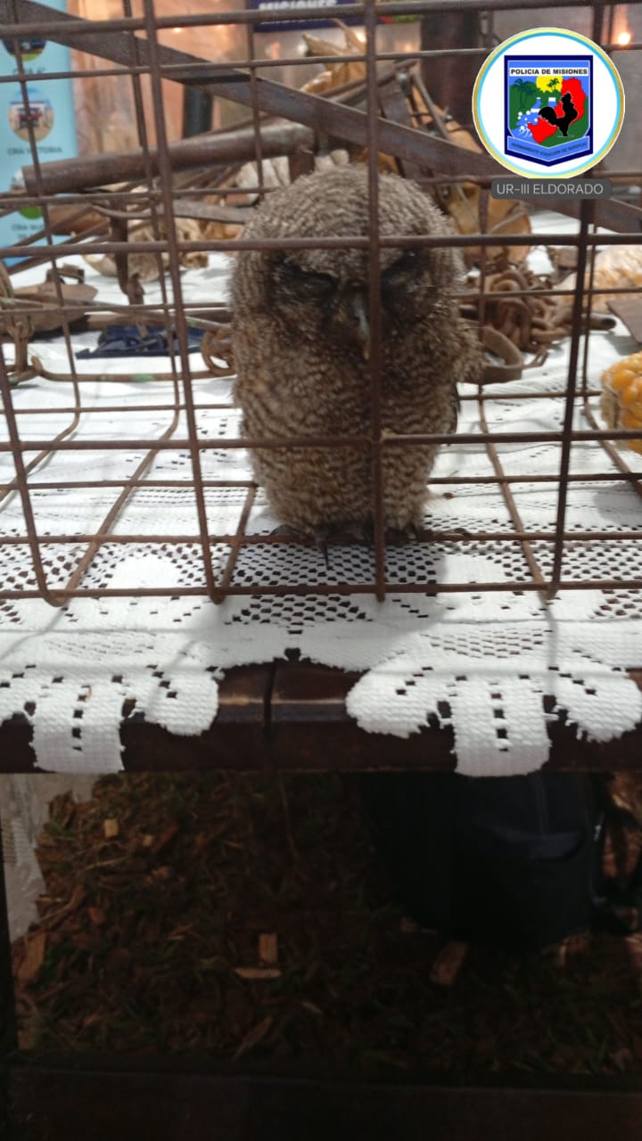 Rescataron a una lechuza alicucú que era atacada por un grupo de jóvenes en la costanera de Eldorado 2