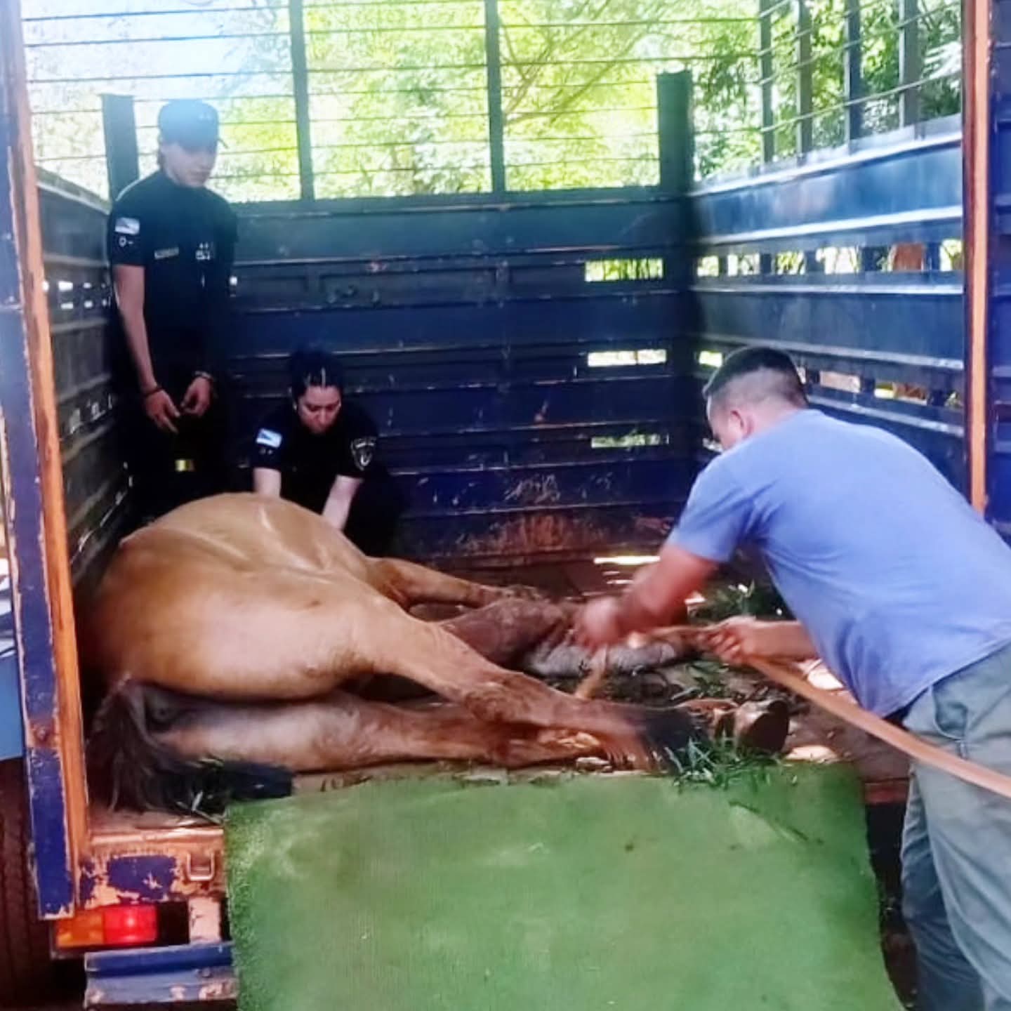 Maltrato animal: Rescataron a un caballo que colapsó de agotamiento en Posadas 2