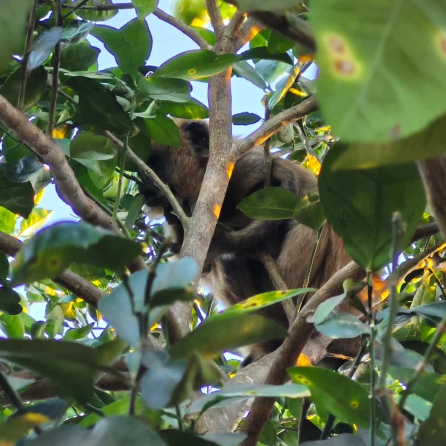 Rescataron a un mono carayá herido que era perseguido por perros en Garupá 2