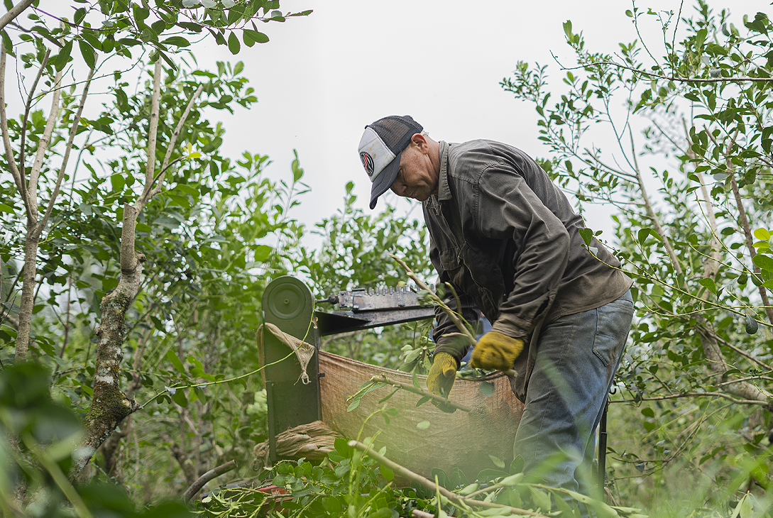 Acreditaron el pago del Programa Intercosecha para trabajadores yerbateros misioneros