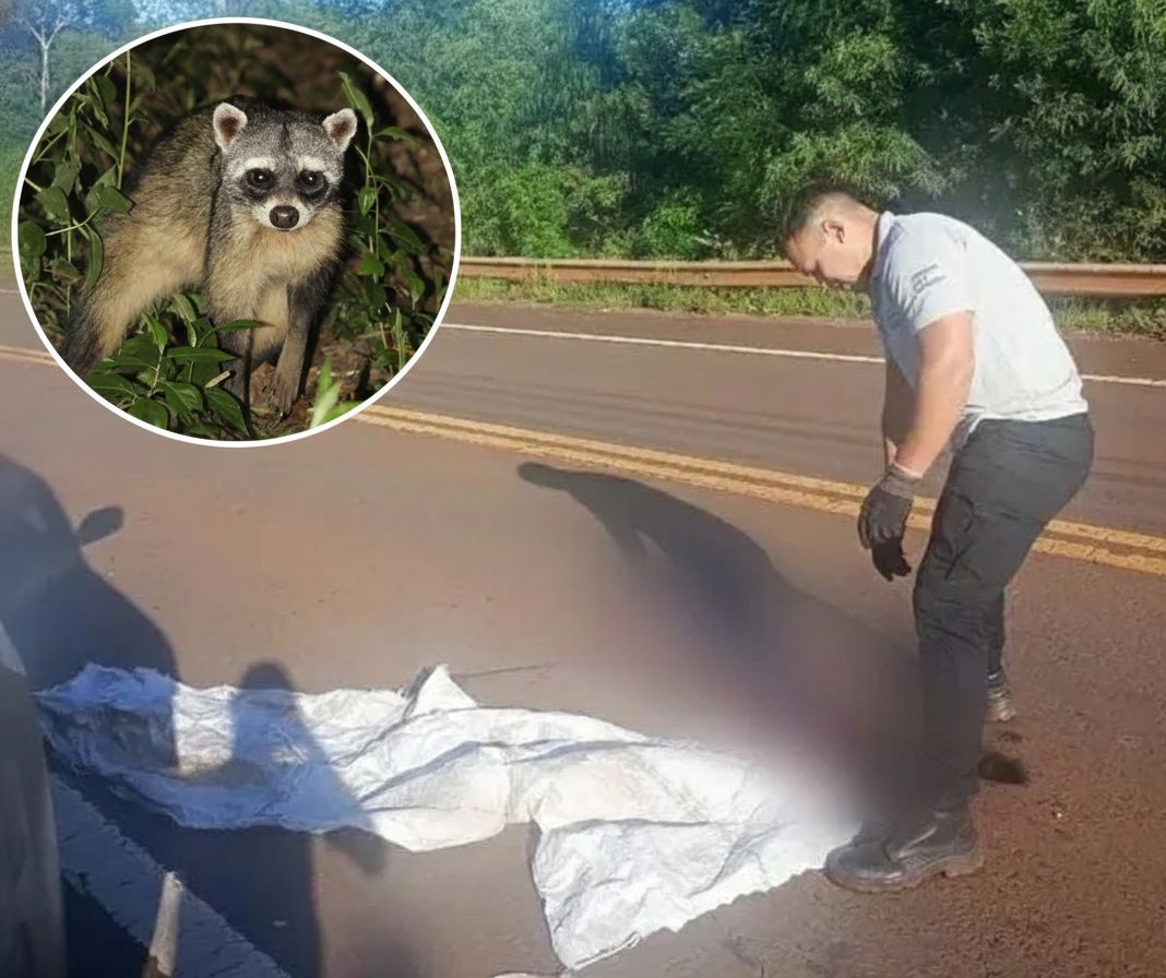 Campo Viera: un aguará popé fue atropellado en la Ruta Nacional 14 