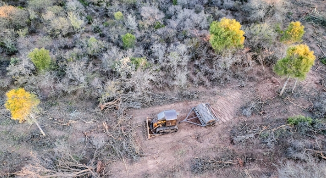 Entre incendios y desmontes, el norte del país perdió más de 200 mil hectáreas de bosque en 2025 2
