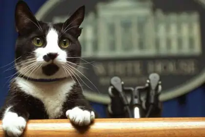 Día del Gato: esta es la historia de Socks, la mascota de Bill Clinton que se recuerda en esta fecha