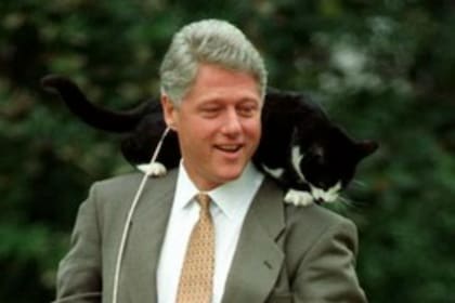 Día del Gato: esta es la historia de Socks, la mascota de Bill Clinton que se recuerda en esta fecha 2