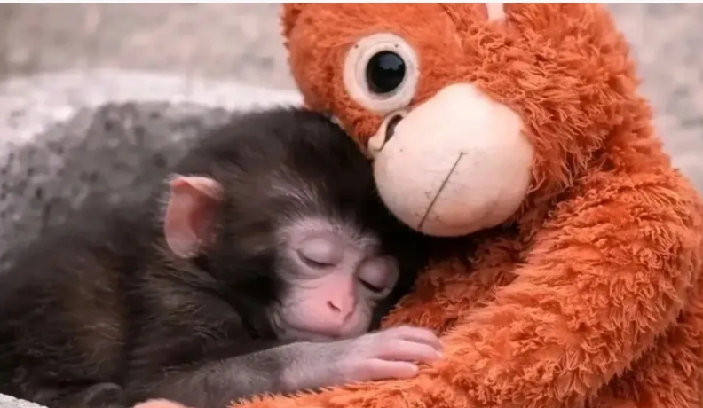 Punch, el mono bebé que encontró consuelo en un peluche y emociona al mundo