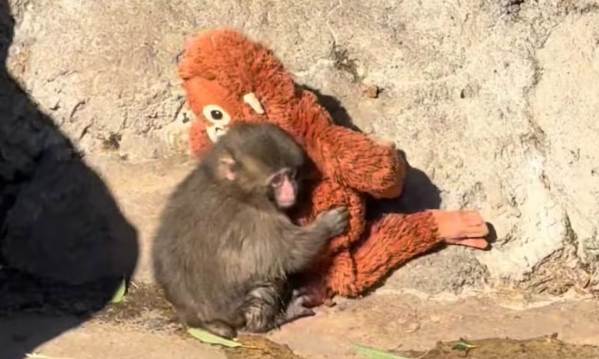 Punch, el mono bebé que encontró consuelo en un peluche y emociona al mundo 2
