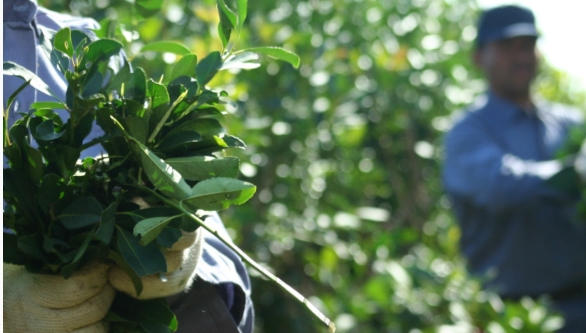 Productores yerbateros decretaron el cese total de la cosecha 2