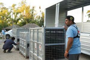 Los dos osos del zoológico de Luján llegaron al santuario en Bulgaria 2