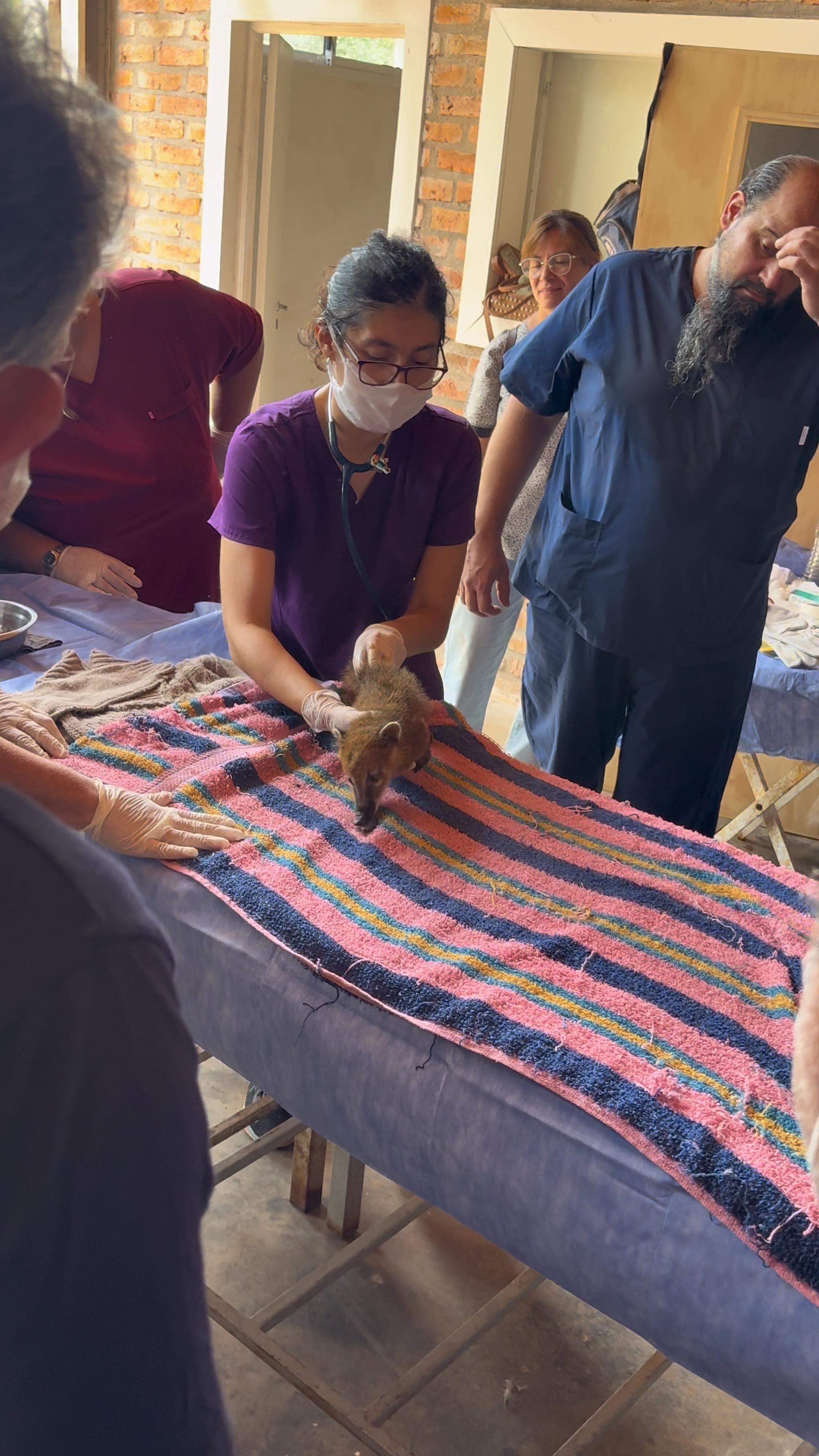 Veterinarios de Misiones se capacitaron en emergencias de fauna silvestre en la reserva OHANA 4