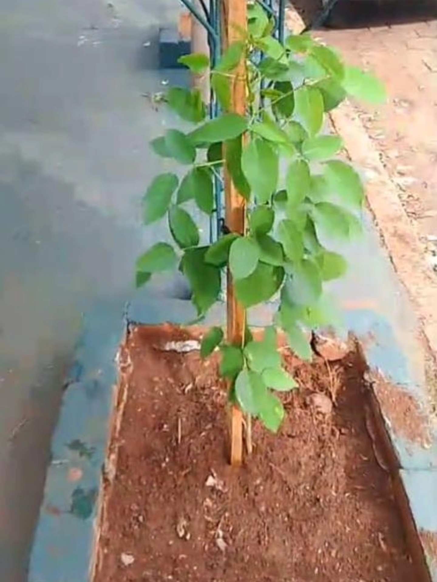 Eldorado: iniciaron tareas de reposición de arbolado urbano en distintos puntos de la ciudad 2