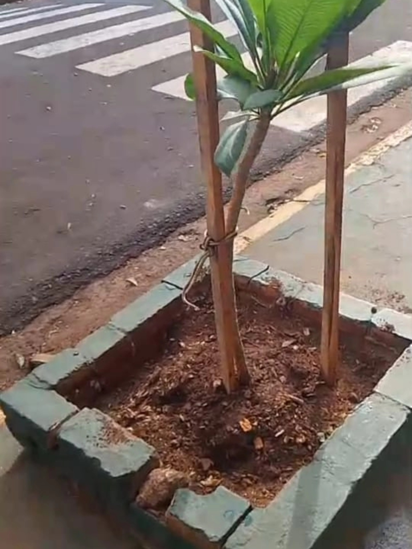 Eldorado: iniciaron tareas de reposición de arbolado urbano en distintos puntos de la ciudad 3