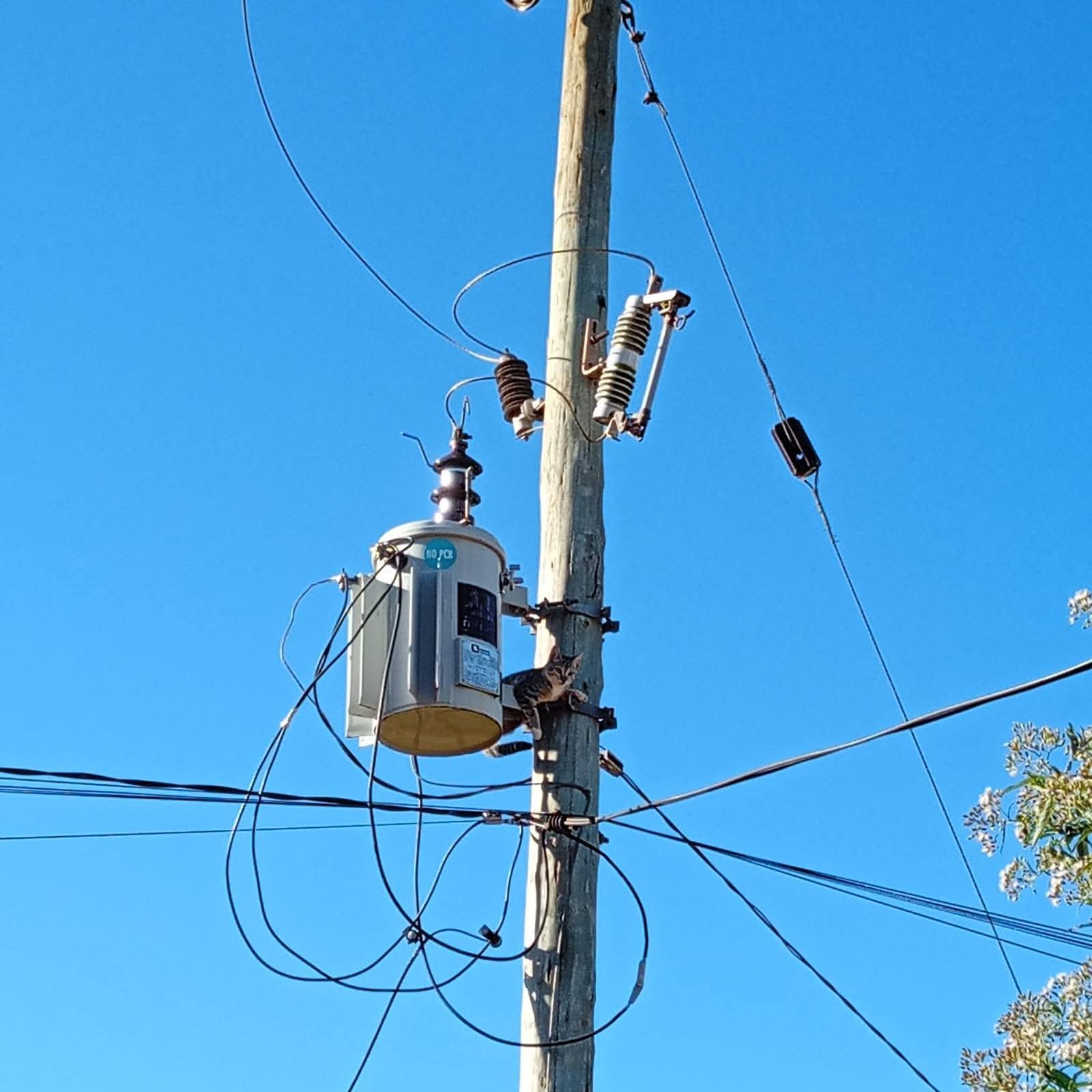 Rescataron a un gato que estaba sobre un transformador de energía en Andresito