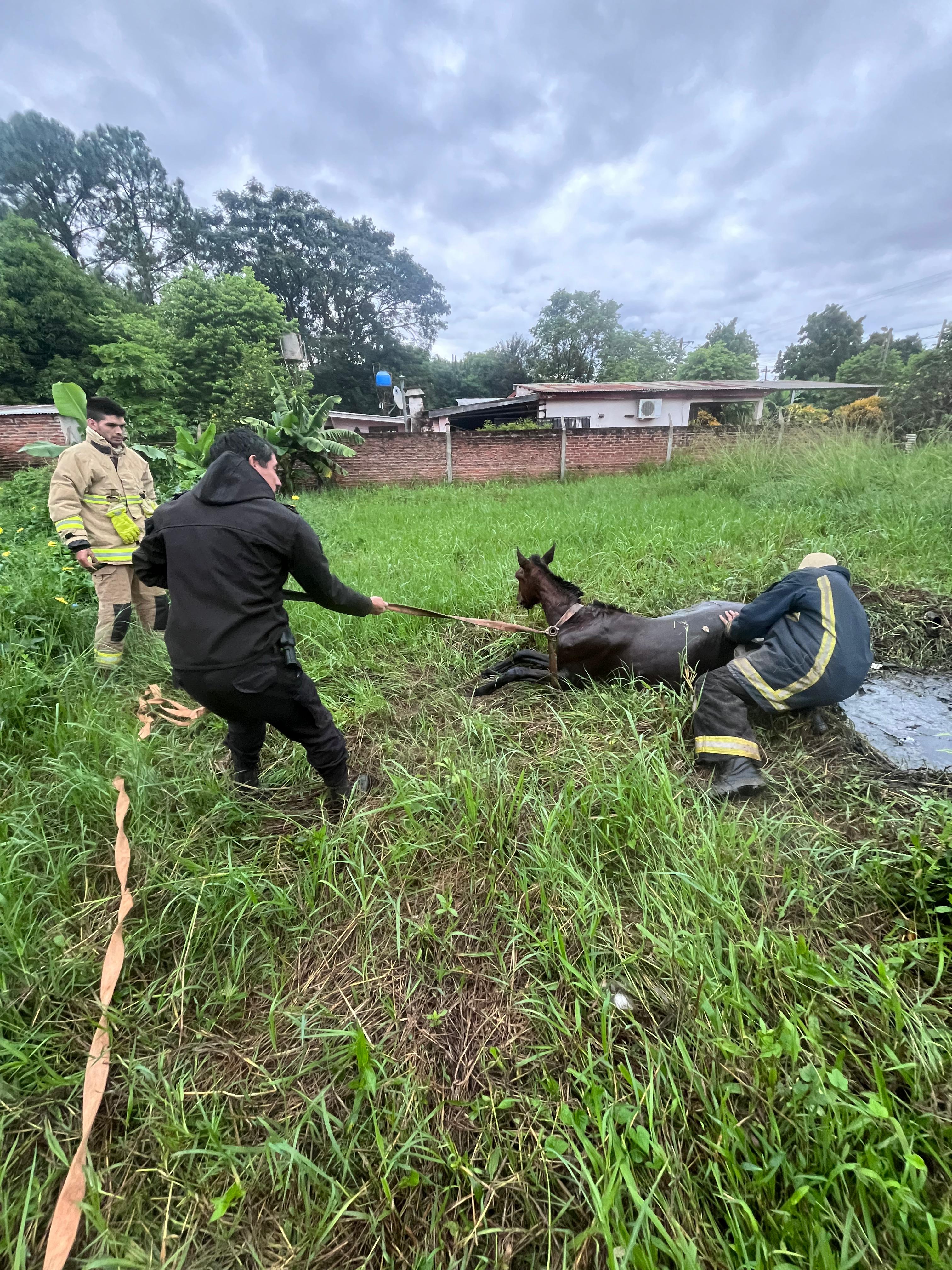 Rescataron a un caballo que cayó en un pozo de agua en Candelaria 2